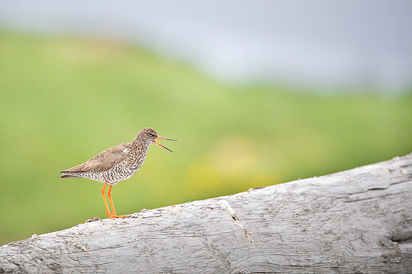 Common redshrank  Krwawodziób