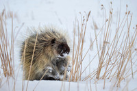 Porcupine