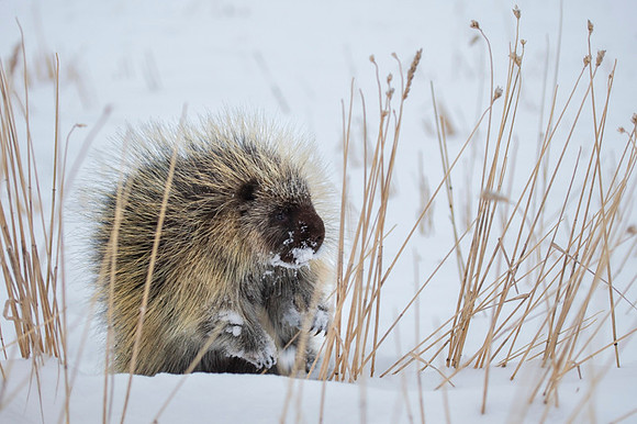 Porcupine