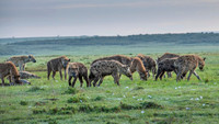 Spotted Hyena