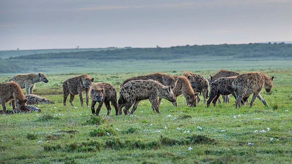Spotted Hyena
