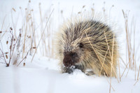 Porcupine
