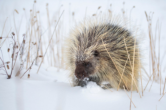 Porcupine