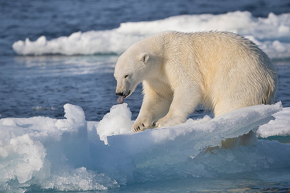 Polar bear
