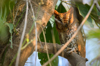 Oriental scops owl