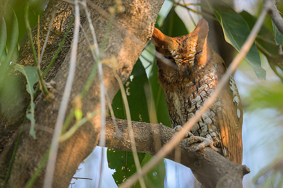 Oriental scops owl