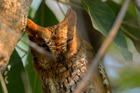Oriental scops owl