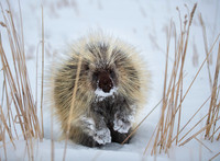 Porcupine