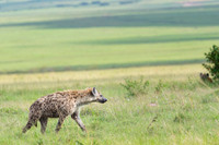 Spotted Hyena