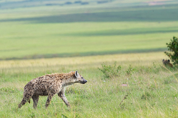 Spotted Hyena