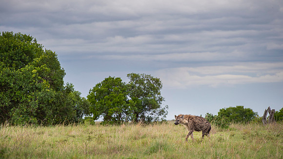 Spotted Hyena