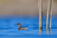 Little grebe / Perkozek