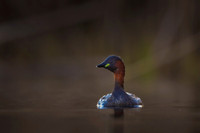 Little grebe / Perkozek