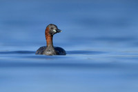 Little grebe / Perkozek