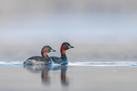 Little grebe / Perkozek