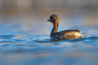 Little grebe / Perkozek