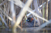 Little grebe / Perkozek
