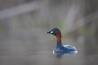 Little grebe / Perkozek
