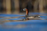 Little grebe / Perkozek