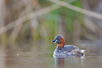 Little grebe / Perkozek