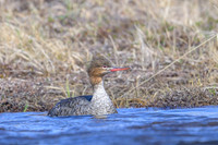 Red-beasted Merganser