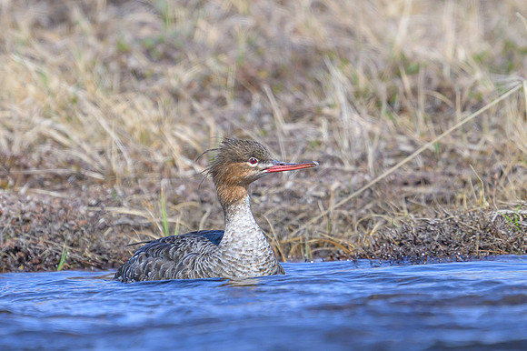 Red-beasted Merganser