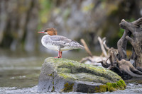Red-beasted Merganser