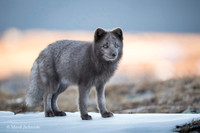Arctic Fox / Lis polarny