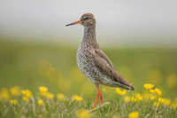 Common redshrank  Krwawodziób