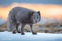 Arctic Fox / Lis polarny