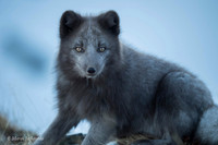 Arctic Fox / Lis polarny