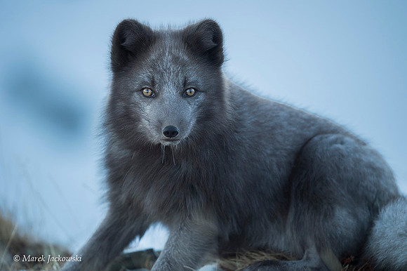 Arctic Fox / Lis polarny