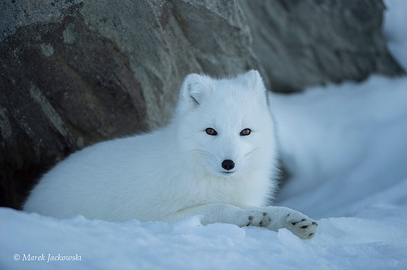 Arctic Fox / Lis polarny