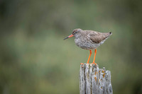 Common redshrank  Krwawodziób