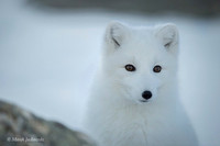 Arctic Fox / Lis polarny