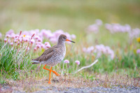 Common redshrank  Krwawodziób