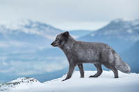 Arctic Fox / Lis polarny