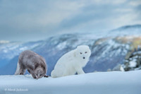 Arctic Fox / Lis polarny