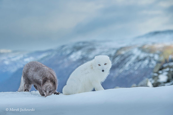 Arctic Fox / Lis polarny