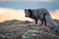 Arctic Fox / Lis polarny