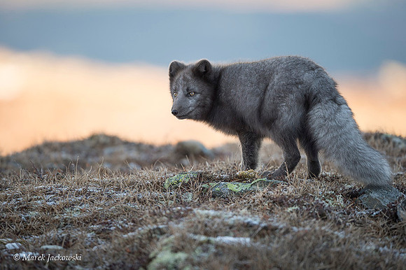 Arctic Fox / Lis polarny
