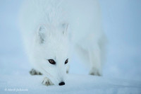 Arctic Fox / Lis polarny