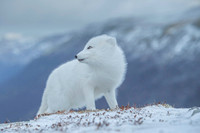 Arctic Fox / Lis polarny
