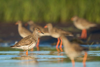 Common redshrank  Krwawodziób