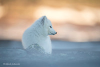 Arctic Fox / Lis polarny