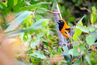 Orange-backed Troupial