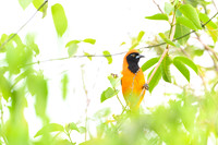 Orange-backed Troupial