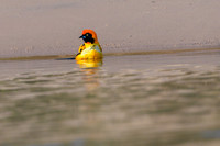 Orange-backed Troupial