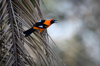 Orange-backed Troupial
