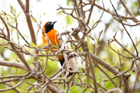 Orange-backed Troupial